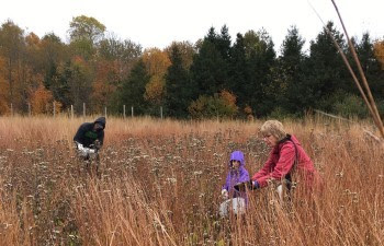 Two adults and a child collect seeds from a field of tall grasses.