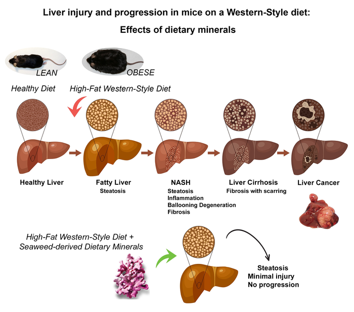 Effects of dietary minerals