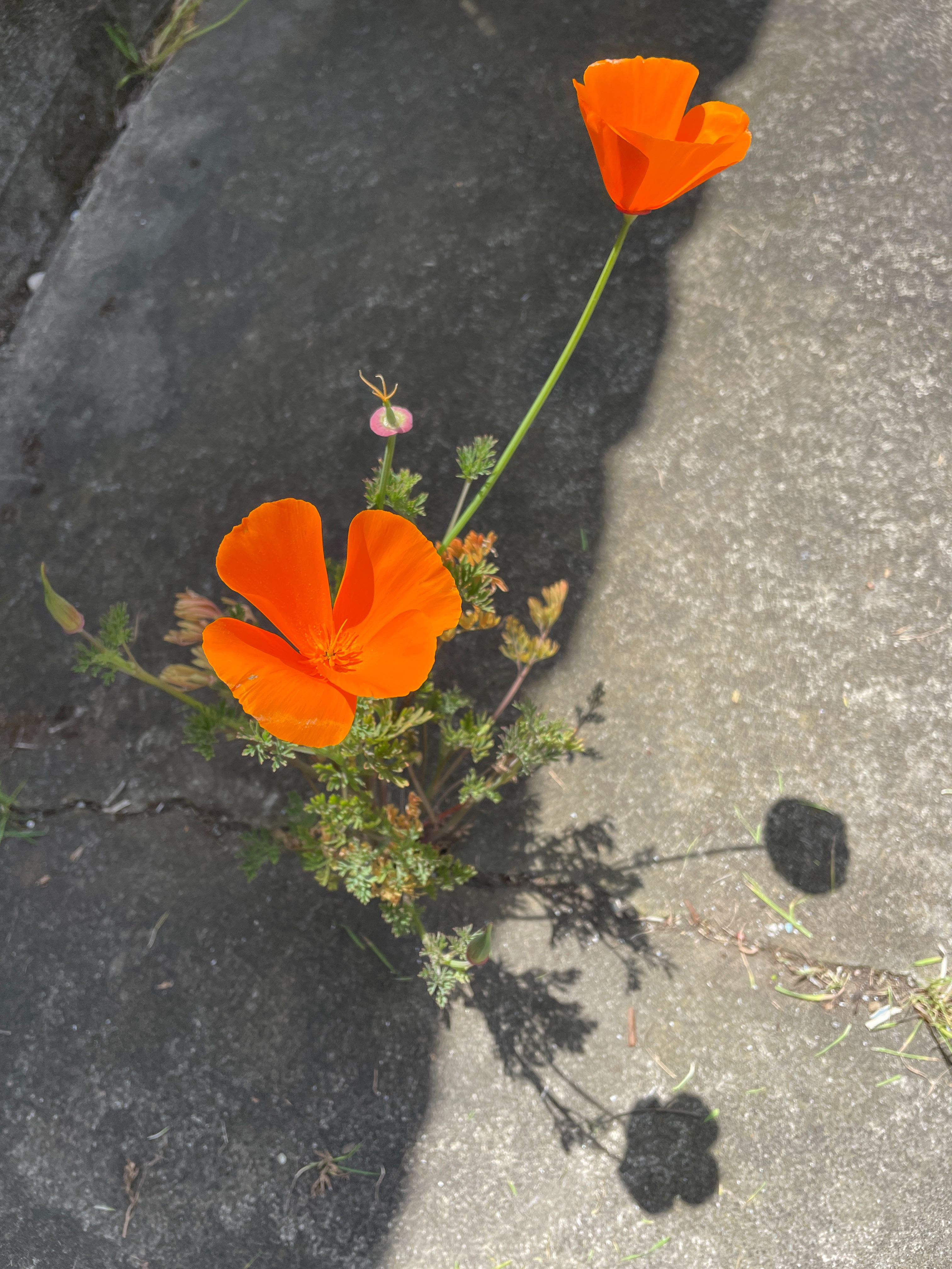 persistent poppies growing out of a crack in the cement patio