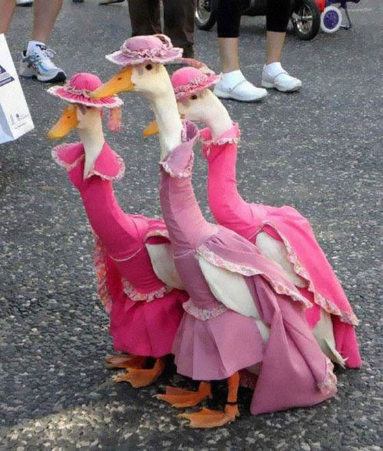 27 Creative and Funny Halloween Pet Costume Ideas