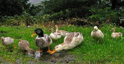 Are Ducks the New Chicken for Backyard Protein? Cs962-51c21719-c6ac-42ca-95a0-98a3cf4f75b1-v2