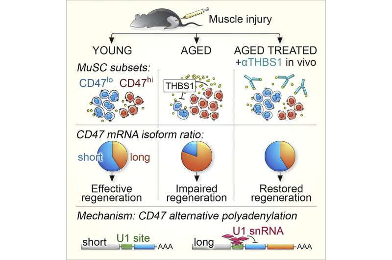 Old mice regain leg strength after antibody treatment