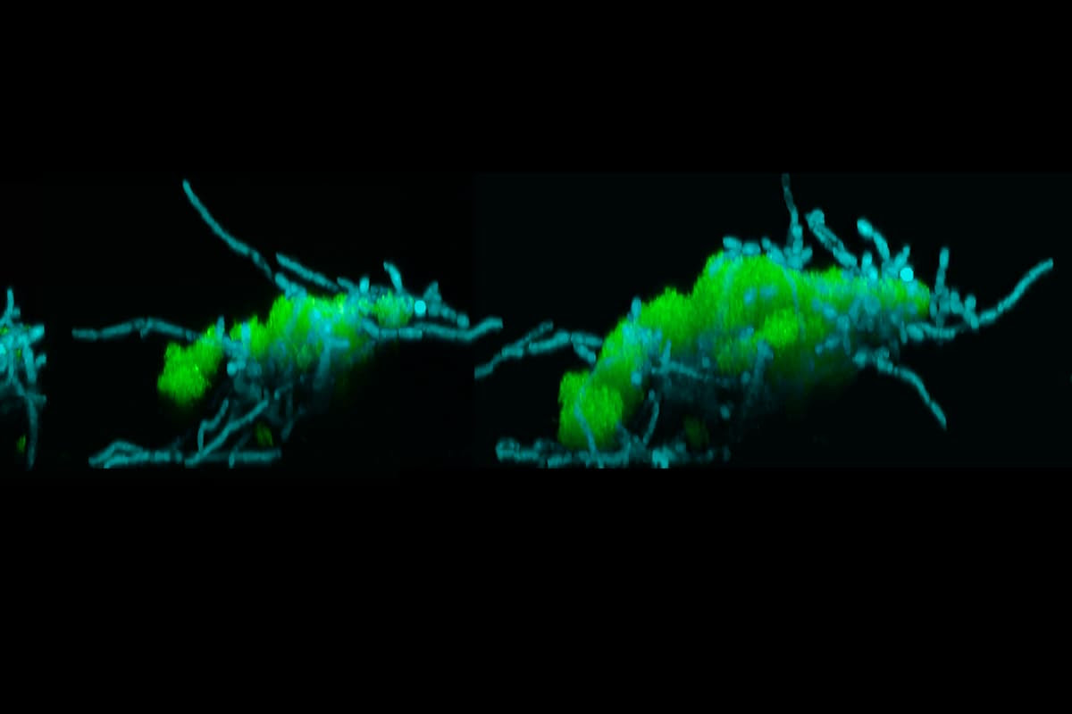 Microscope images of the newly discovered moving "superorganisms," made up of bacteria (green) attached to filaments of fungus (blue)