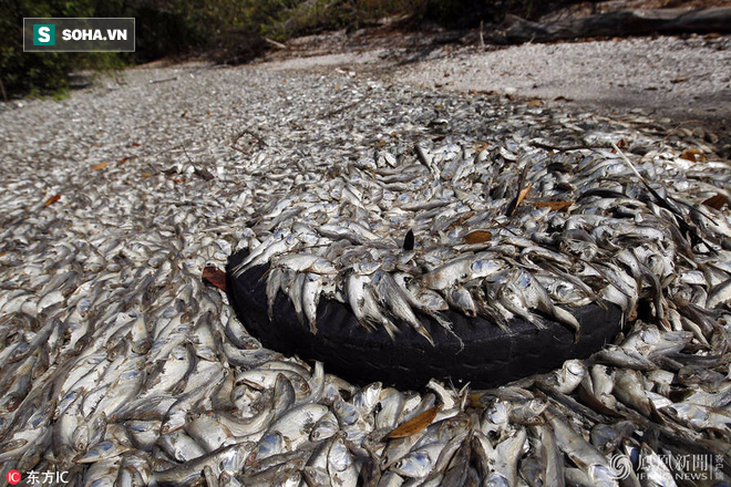 Chùm ảnh: Hiện tượng lạ khiến 1 loài cá bất ngờ chết hàng loạt tại 4 quốc gia - Ảnh 1.