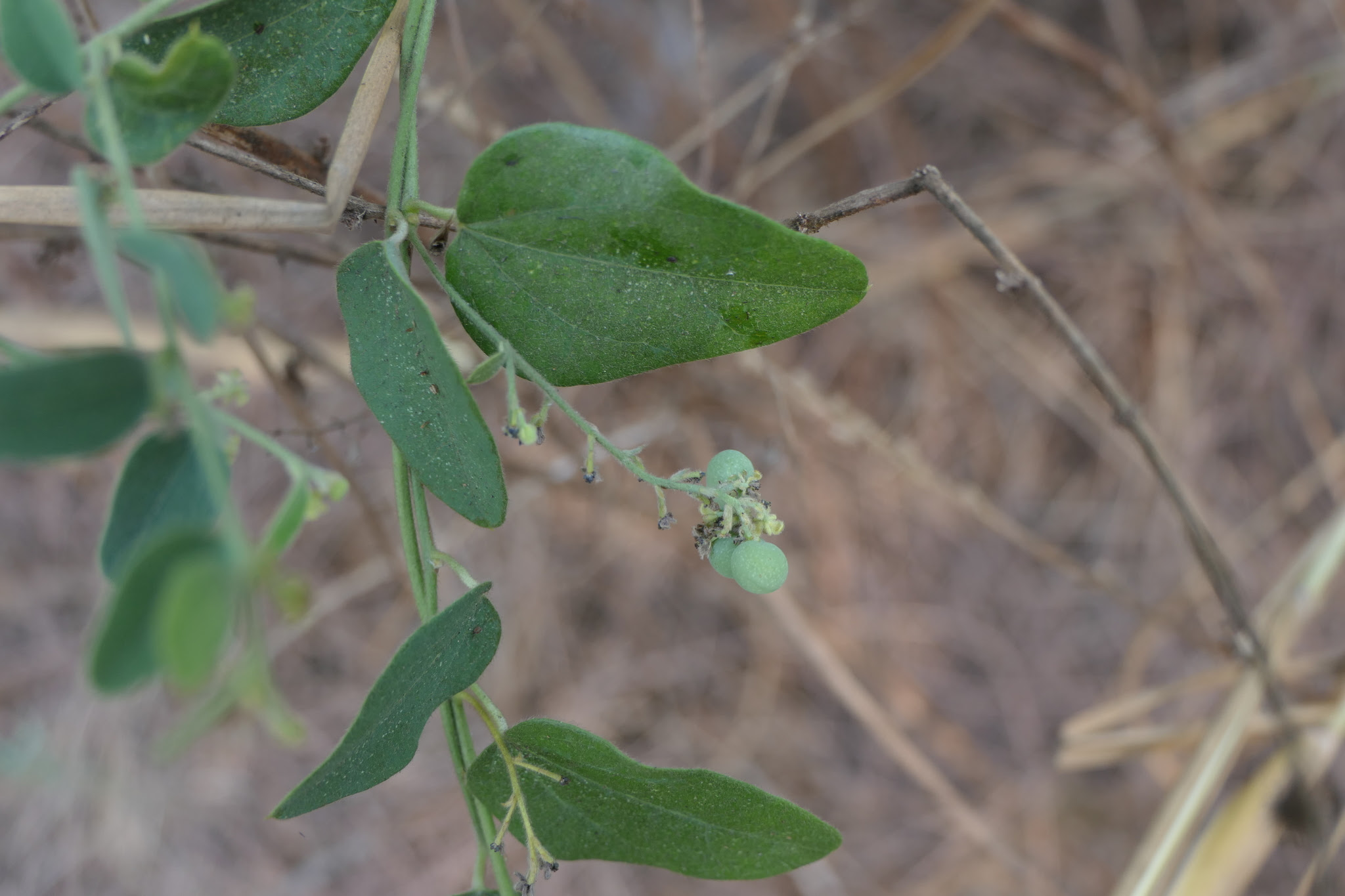 Cocculus hirsutus (L.) W.Theob.