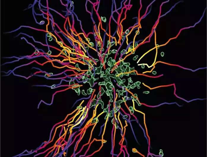 Start-stop system of hunting immune cells