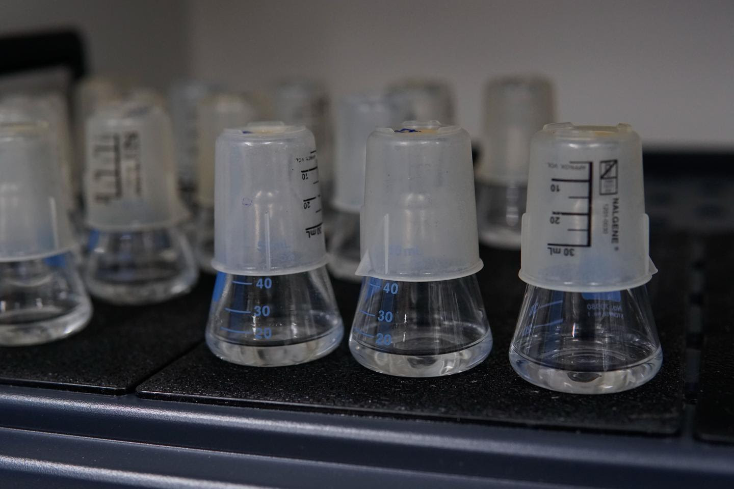 Phages, both trained and untrained, are pitted against bacteria in flasks in the lab