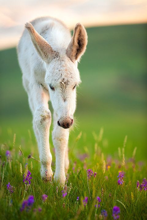 White "wild" burro foal in the flowers at Custer State Park in South Dakota.