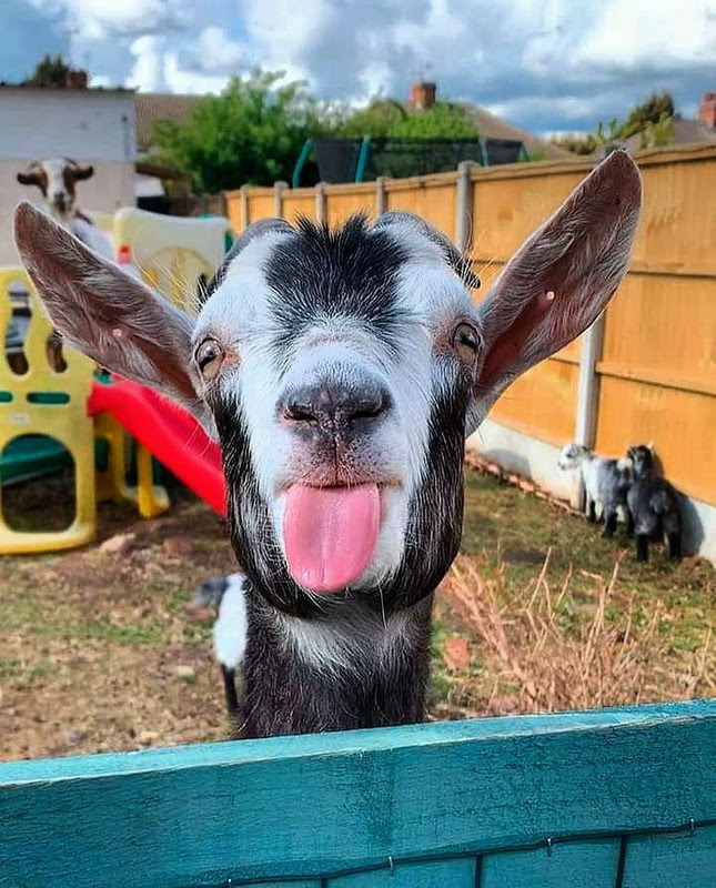 Goat-tongue-out