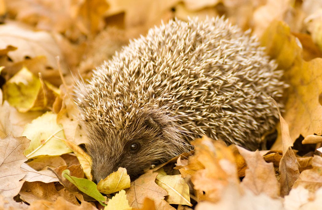 animaux - Les Animaux à observer en Automne  + autres  à venir??? Herisson