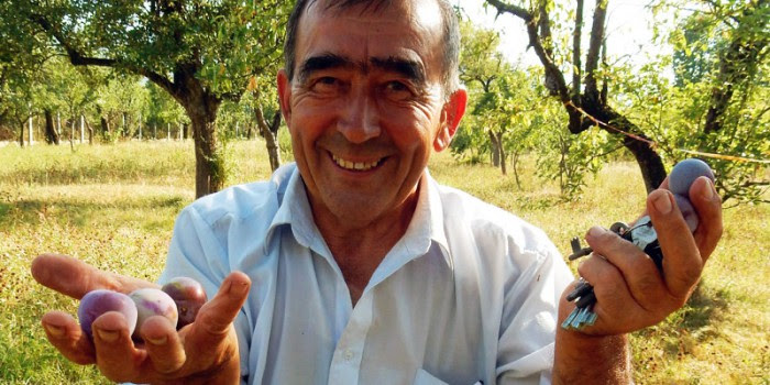 A Romanian farmer showing his plums.