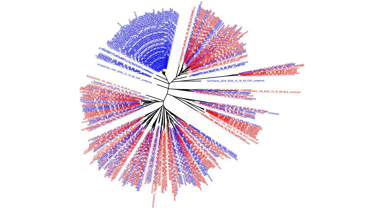 Imaging of DNA sequences.