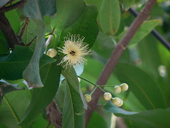 Syzygium ¿ aqueum / samarangense ?