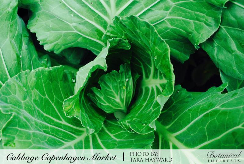 Cabbage Copenhagen