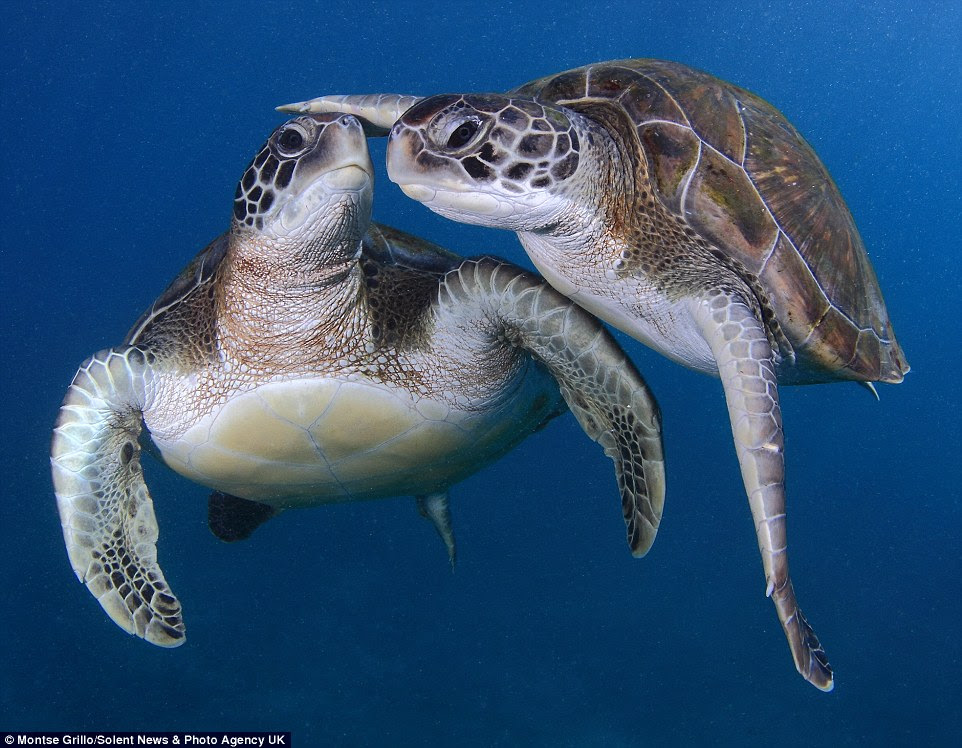 The pair of green turtles shared an intimate embrace off the coast of Tenerife in the Canary Islands, 100 km  west of the southern border of Morocco