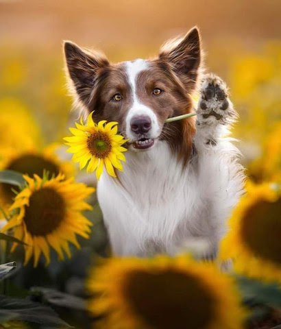 Sunflowers-Dog