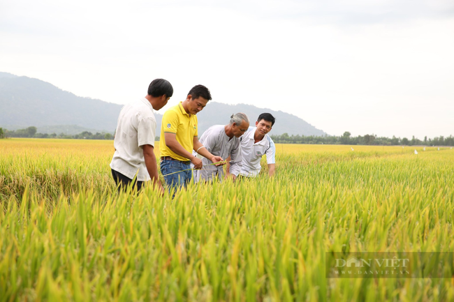 Nông dân trồng lúa miền Tây lãi thêm gần 5 triệu đồng/ha nhờ sử dụng loại phân bón này - Ảnh 2.