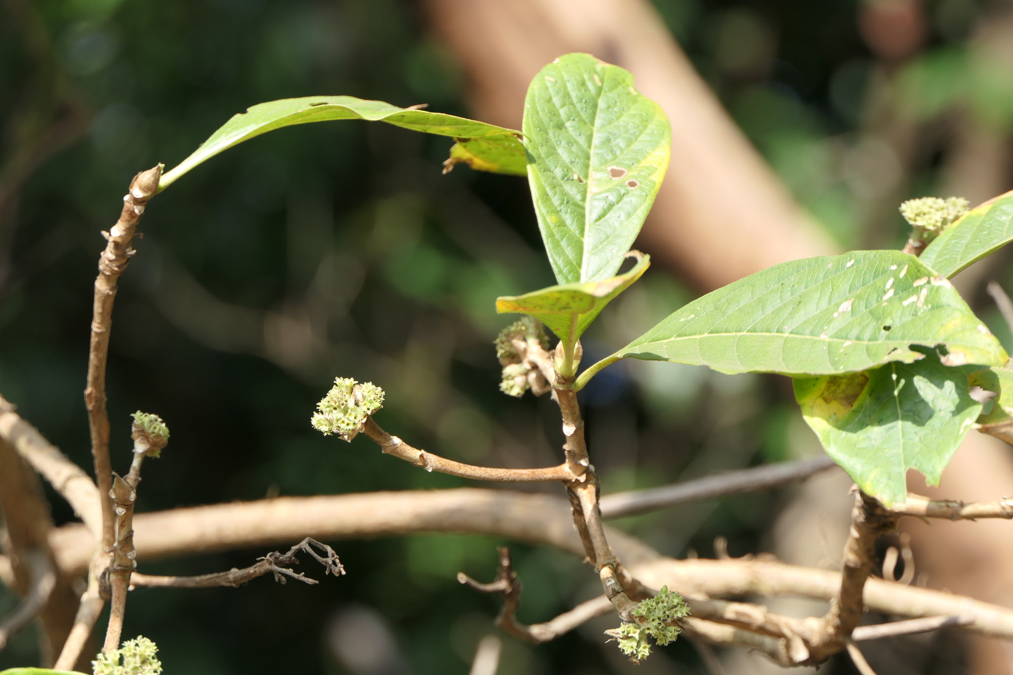 Pavetta crassicaulis Bremek.