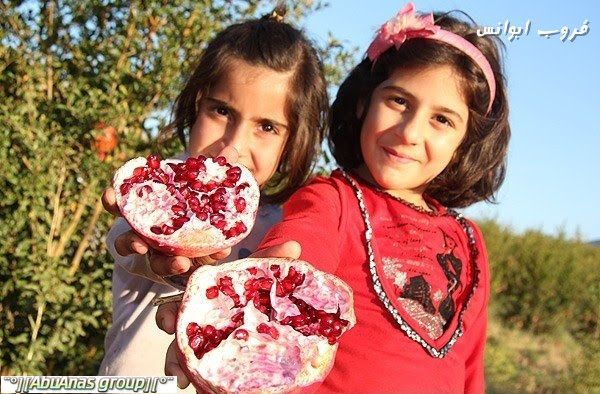 موسم قطف الرمان في لورستان