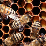 The Travis County Beekeepers Association is meeting on Monday.