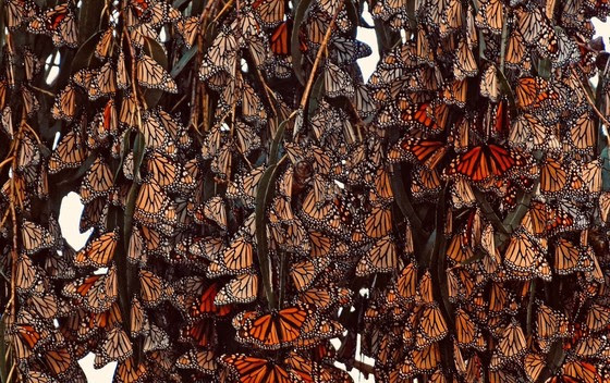 Ellwood Mesa Butterfly Grove_group_Mike Eliason Dec 2021