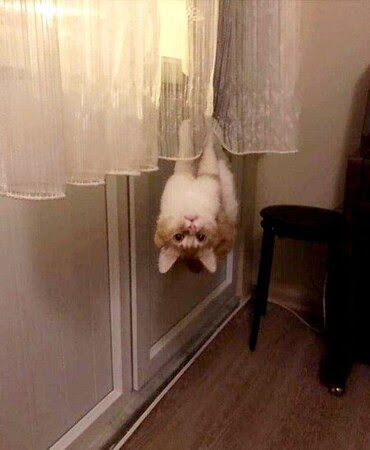 Cat-Upside-down-You-are-home-early