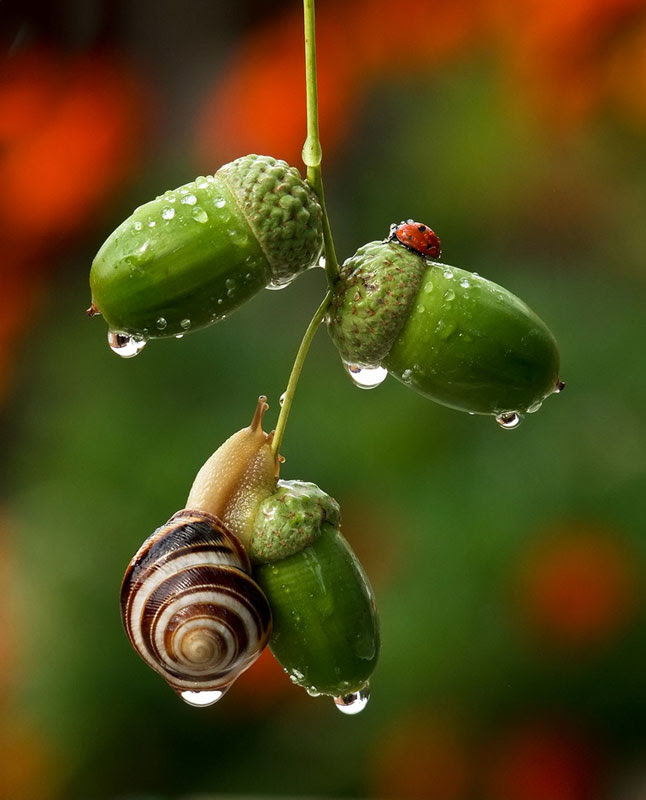 unseen world and beauty of snails by Vyacheslav Mischenko (1)