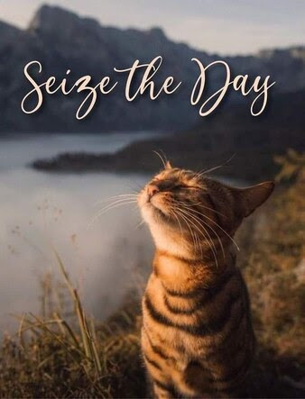 Cat-Seize-the-Day