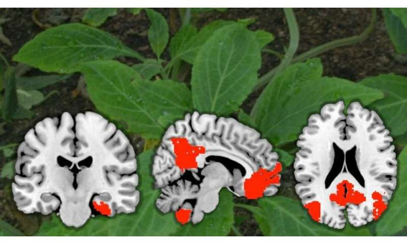 A first look at how the drug salvinorin A works in the brain