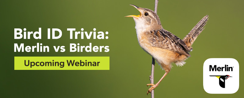 Links to registration for Bird ID Trivia: Merlin vs Birders. 