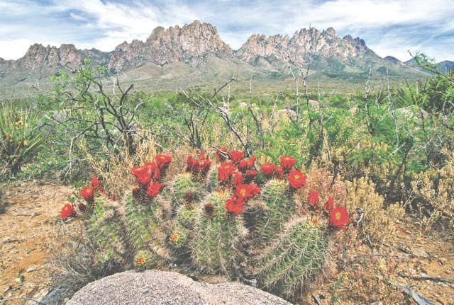 Organ Mountains