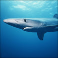 Blue Shark square