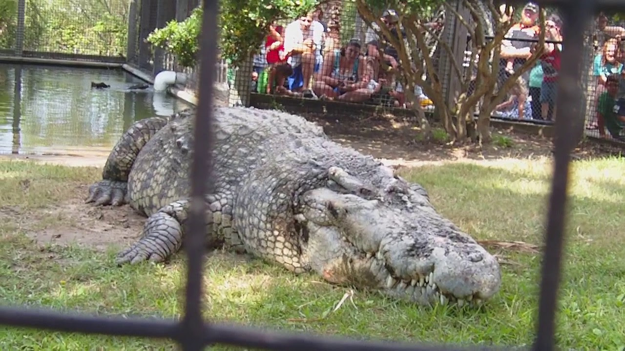 It costs about $27 per adult but there are perks with this entry fee. Utan Alligator Adventure N.Myrtle Beach SC, 2011 YouTube