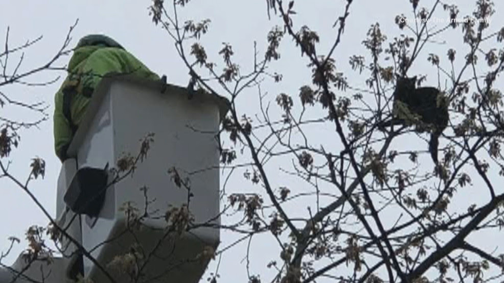  Coventry tree company, boys go above and beyond to rescue cat stuck in tree for 5 days