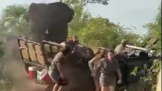 Elefante enfurecido destrói carrinho de safari e causa pânico