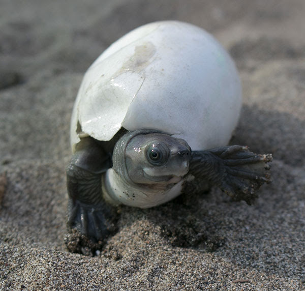 A Burmese roofed turtle hatchling.