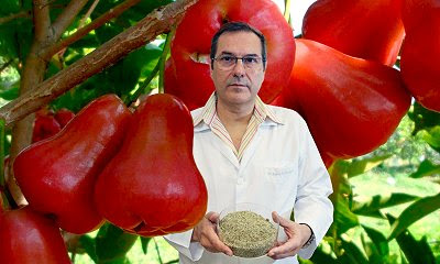 Jambu, da pomada anestésica ao extrato alimentício