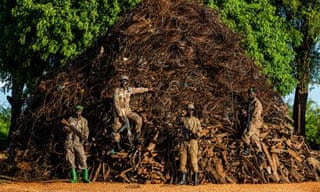 ‘A war on nature’: rangers build mountain out of wildlife traps found in Uganda park