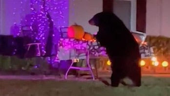 Hungry bear caught scarfing down leftover Halloween candy: 'With the wrapper?'