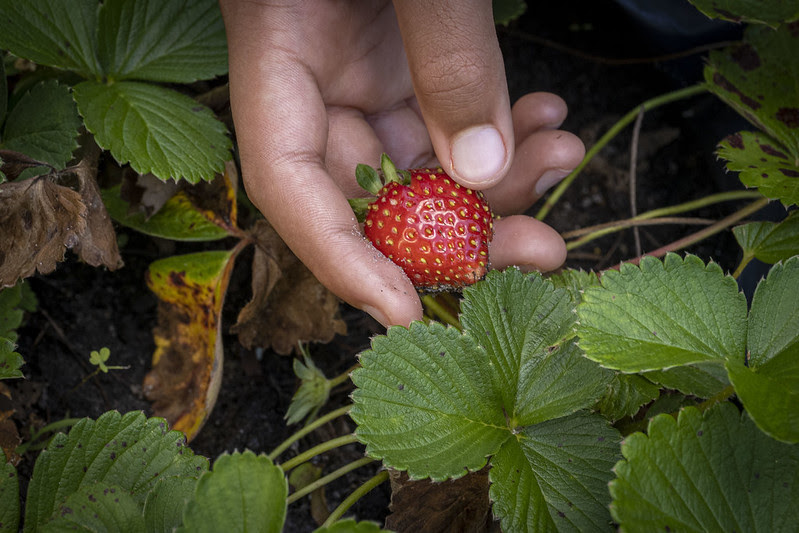 strawberry in school garden