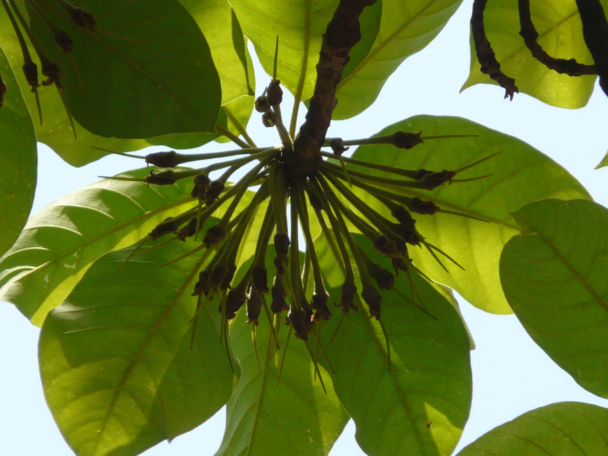 Madhuca longifolia var. latifolia (Roxb.) A.Chev.