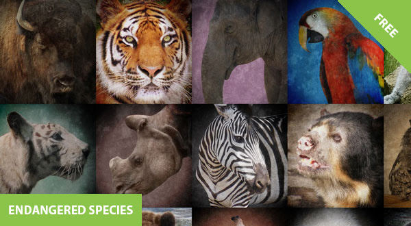 
What Is An Endangered Species?
