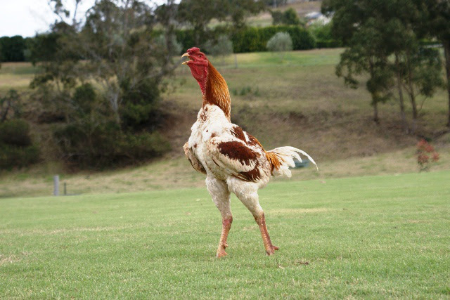 Gà không có một cọng lông, gà lùn, gà không đuôi và những loại gà kỳ lạ nhất trên thế giới - Ảnh 13.