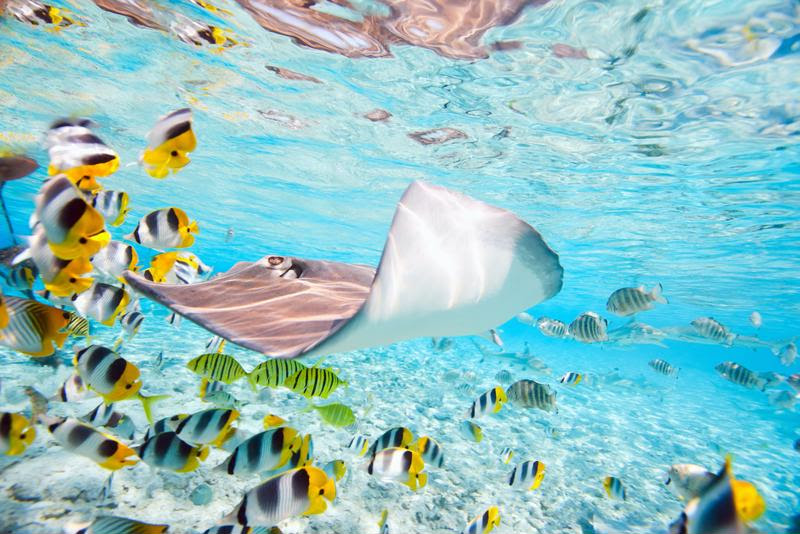 The Caribbean is home to all sorts of aquatic life.