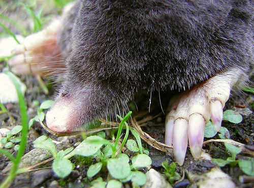 Mole laying in the grass