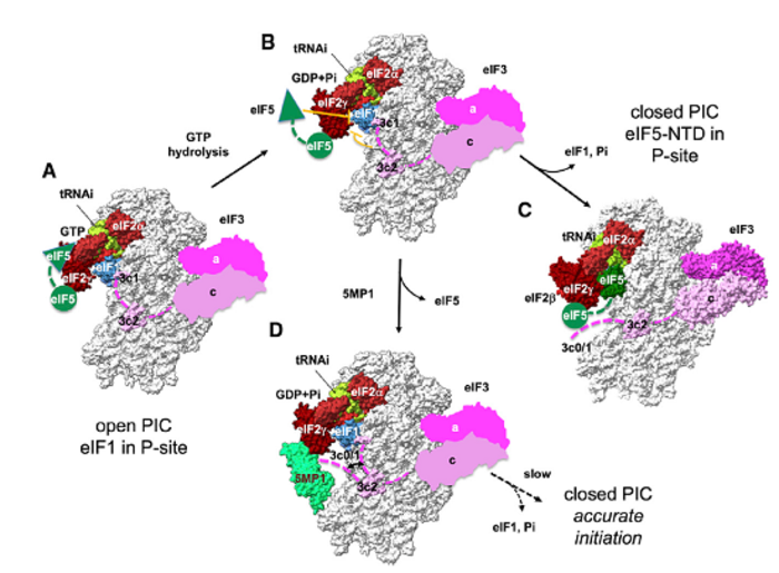 Model of translation initiation and its control by 5MP