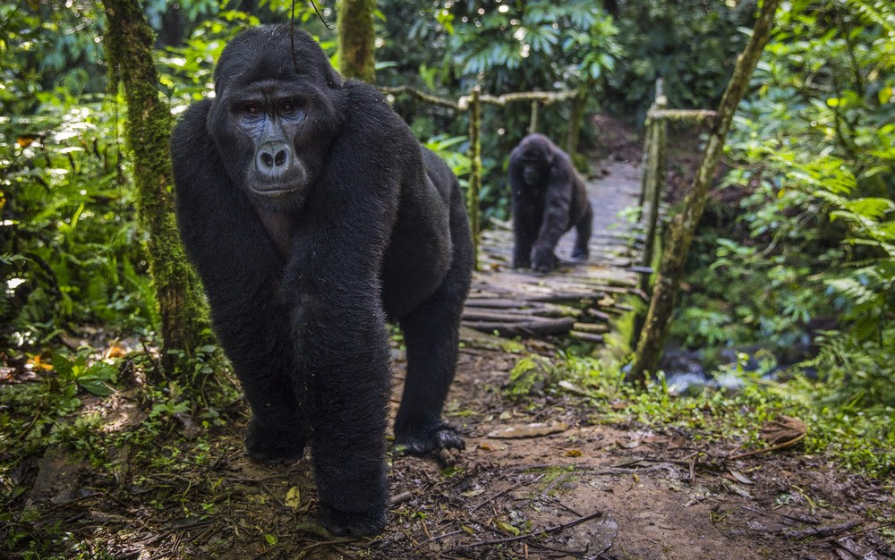Gorilla family hiking in Bwindi National Park; photo by Marcus Westberg