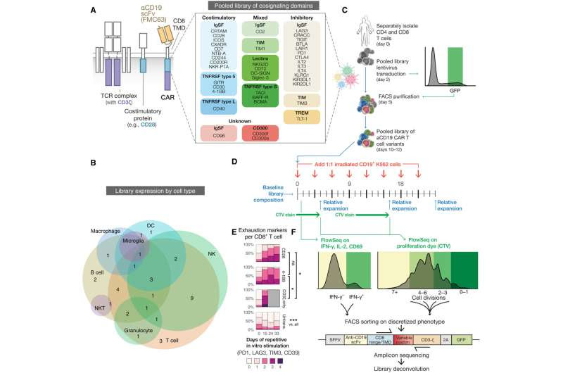 'CAR pooling' screens identify most effective cancer immunotherapy cells