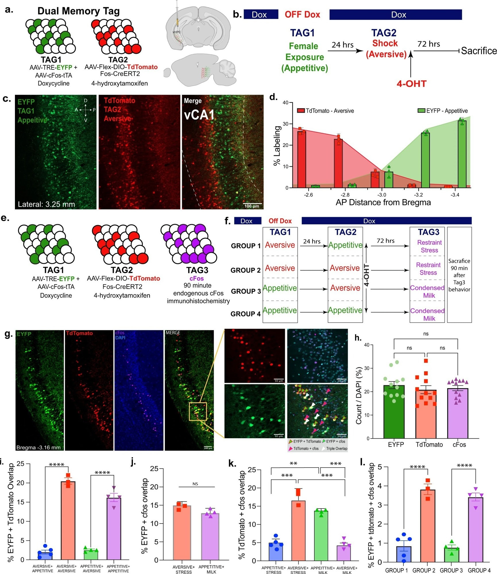 Hippocampus cells processing appetitive or aversive memory engrams are preferentially reactivated by their respective valences.