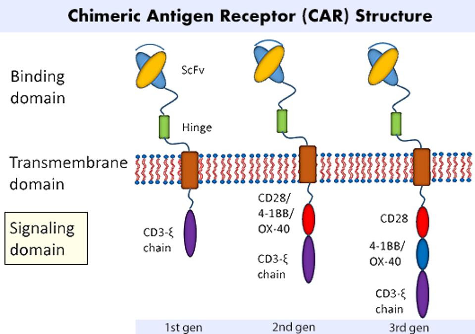 Chimeric antigen receptor regions